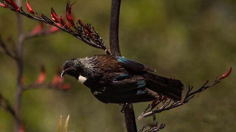 Tui bird New Zealand; (copyright Keith Maynard, Shifting Light Photography)
